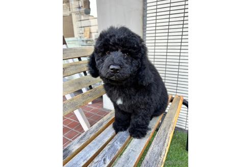 成約済の東京都のミックス犬-167682の16枚目