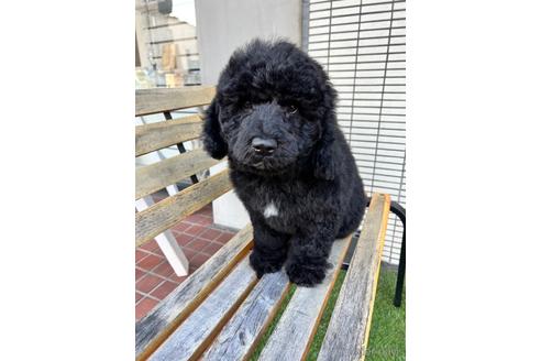 成約済の東京都のミックス犬-167682の15枚目