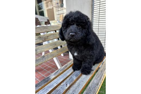 成約済の東京都のミックス犬-167682の14枚目