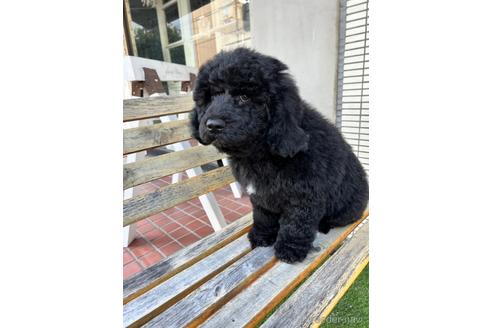 成約済の東京都のミックス犬-167682の13枚目