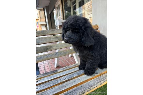 成約済の東京都のミックス犬-167682の11枚目