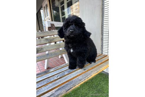 成約済の東京都のミックス犬-167682の10枚目