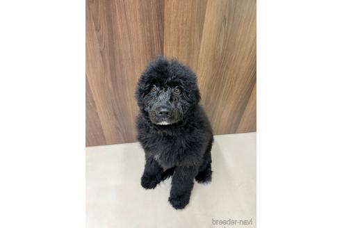 成約済の東京都のその他の犬種-164690の37枚目