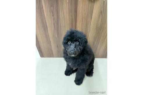 成約済の東京都のその他の犬種-164690の34枚目