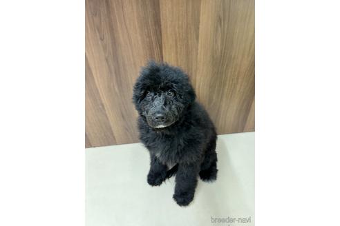 成約済の東京都のその他の犬種-164690の33枚目