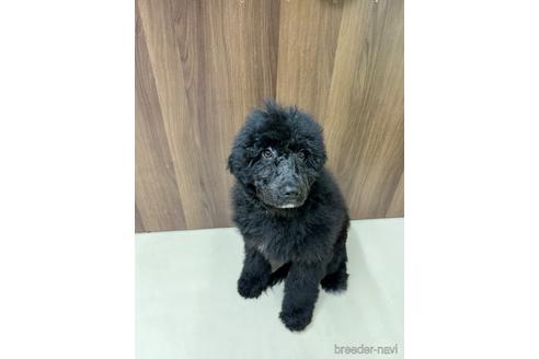 成約済の東京都のその他の犬種-164690の32枚目