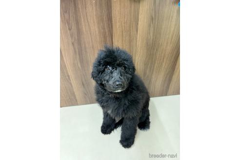 成約済の東京都のその他の犬種-164690の28枚目
