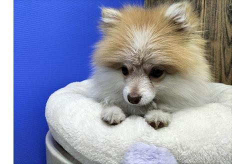 成約済の兵庫県のポメラニアン-165988の8枚目