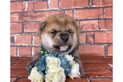 成約済の福岡県の豆柴-169489の7枚目