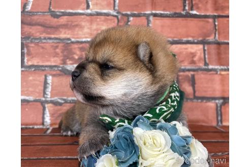 成約済の福岡県の豆柴-169489の8枚目