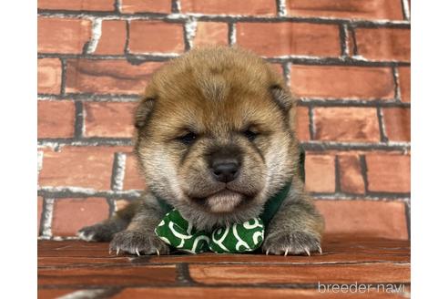 成約済の福岡県の豆柴-169489の9枚目