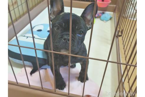 成約済の茨城県のフレンチブルドッグ-167045