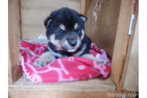 成約済の岡山県の柴犬-167620の1枚目