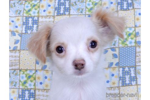 成約済の千葉県のミックス犬-165316の8枚目