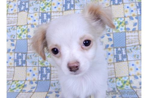 成約済の千葉県のミックス犬-165316の7枚目