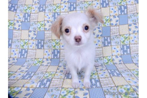 成約済の千葉県のミックス犬-165316の6枚目