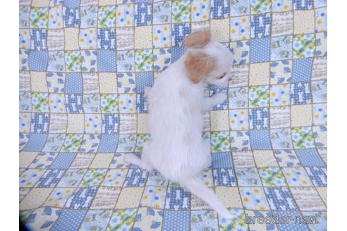 成約済の千葉県のミックス犬-165316の5枚目