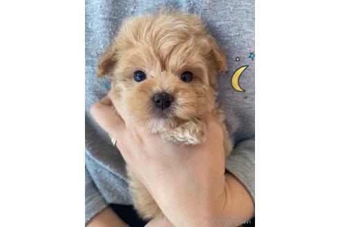 成約済の静岡県のチワプー:チワワ×トイプードル-167832