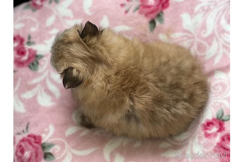 成約済の香川県のポメチワ:ポメラニアン×チワワ-168034の5枚目