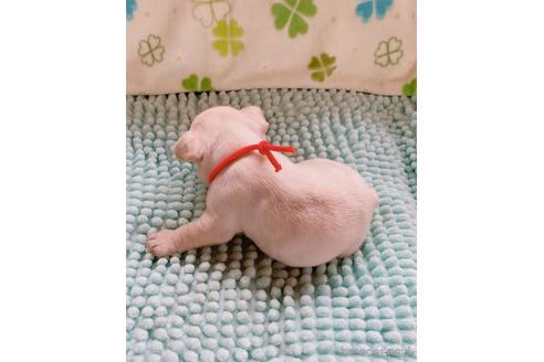 成約済の山口県のフレンチブルドッグ-169523の2枚目