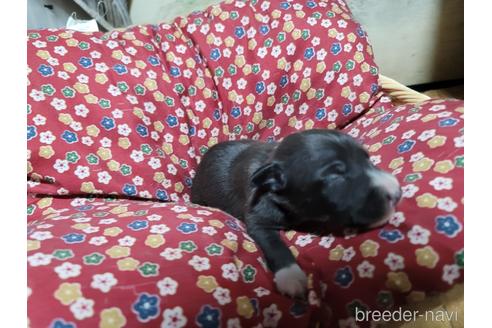 成約済の千葉県のイタリアングレーハウンド(イタグレ)-169538の4枚目