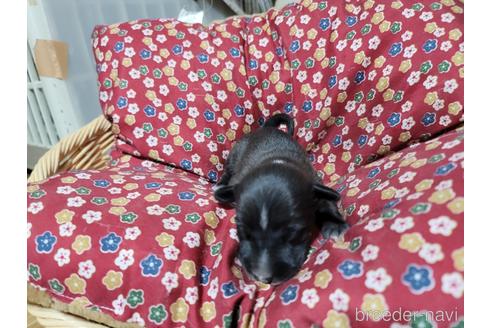 成約済の千葉県のイタリアングレーハウンド(イタグレ)-169539の4枚目