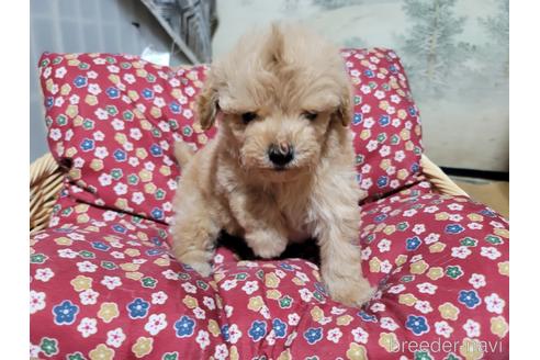 成約済の千葉県のトイプードル-166388の4枚目