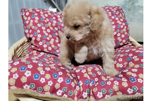 成約済の千葉県のトイプードル-166388の5枚目