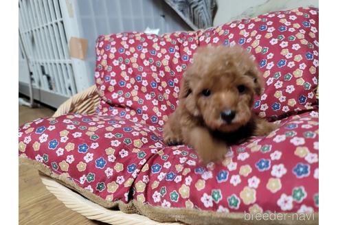 成約済の千葉県のトイプードル-166415の2枚目