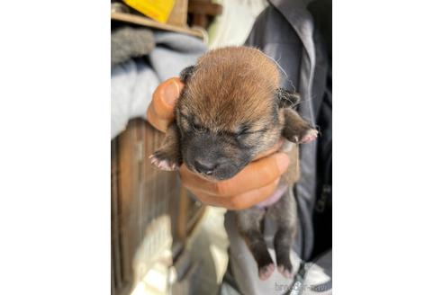 成約済の広島県の柴犬-169572の4枚目