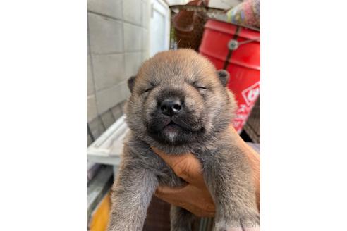 成約済の広島県の柴犬-169573の2枚目