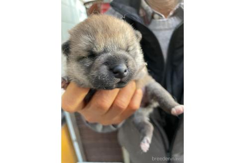 成約済の広島県の柴犬-169574の6枚目