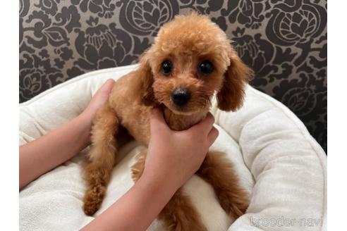 成約済の千葉県のティーカッププードル-152843の13枚目