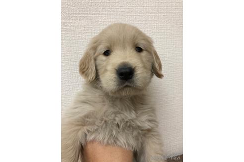 成約済の静岡県のゴールデンレトリーバー-167161の1枚目