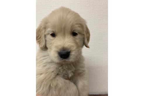 成約済の静岡県のゴールデンレトリーバー-167161の3枚目