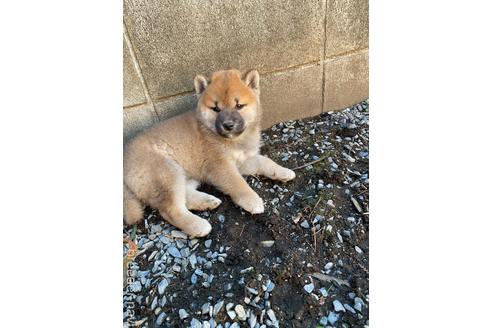 成約済の茨城県の柴犬-169606の2枚目