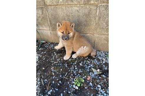 成約済の茨城県の柴犬-169606の1枚目