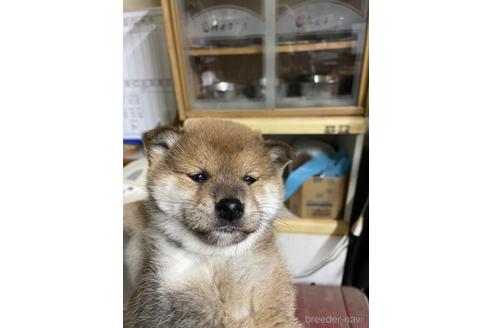成約済の広島県の柴犬-169613の5枚目