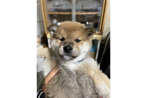 成約済の広島県の柴犬-169613の4枚目