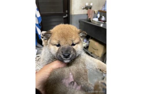 成約済の広島県の柴犬-169616の1枚目