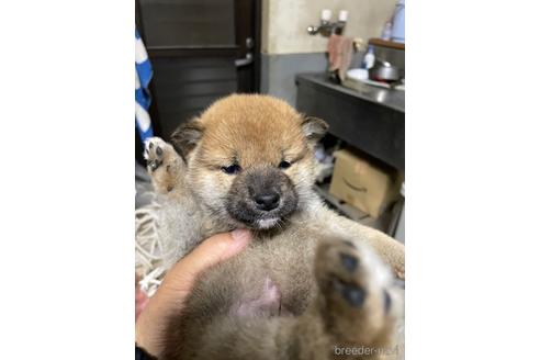 成約済の広島県の柴犬-169616の2枚目