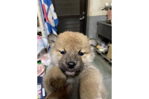 成約済の広島県の柴犬-169617の6枚目