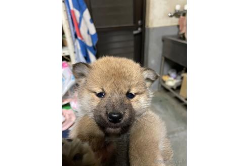 成約済の広島県の柴犬-169617の4枚目