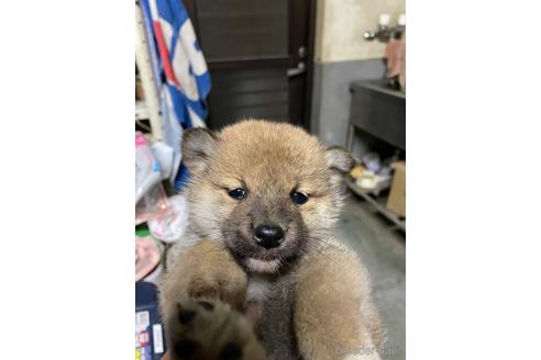 成約済の広島県の柴犬-169617の5枚目