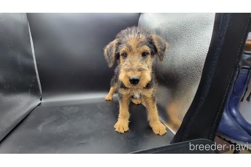 東京都のエアデールテリア 男の子 21 12 25生まれ 可愛いくて 賢い 男の子 子犬id ブリーダーナビ