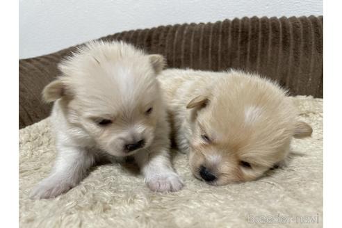 成約済の山梨県のポメラニアン-167106の1枚目