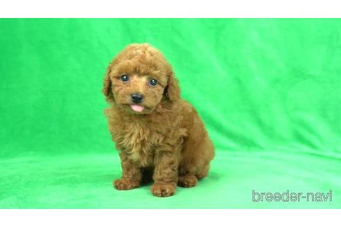 成約済の東京都のタイニープードル-169632の3枚目