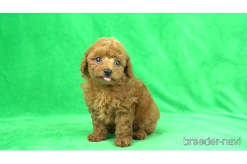 成約済の東京都のタイニープードル-169632の2枚目