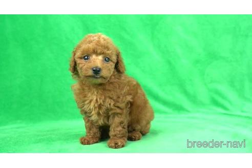 成約済の東京都のタイニープードル-169632の1枚目