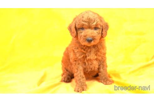 成約済の東京都のトイプードル-169635の2枚目